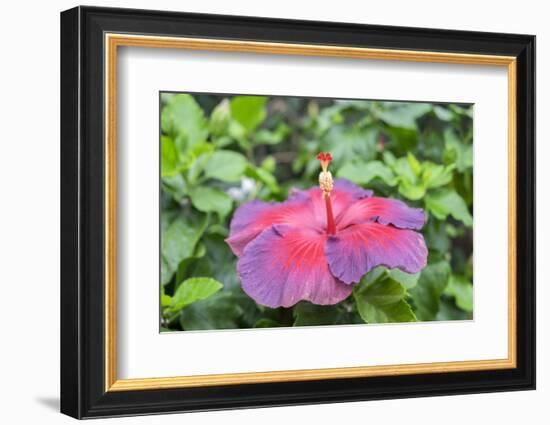 Night Fire, Hibiscus, Usa-Lisa S Engelbrecht-Framed Photographic Print