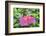 Night Fire, Hibiscus, Usa-Lisa S Engelbrecht-Framed Photographic Print