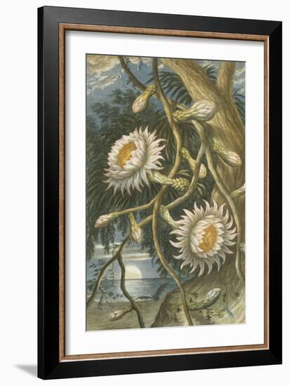 Night-Flowering Cactus, c.1874-null-Framed Giclee Print