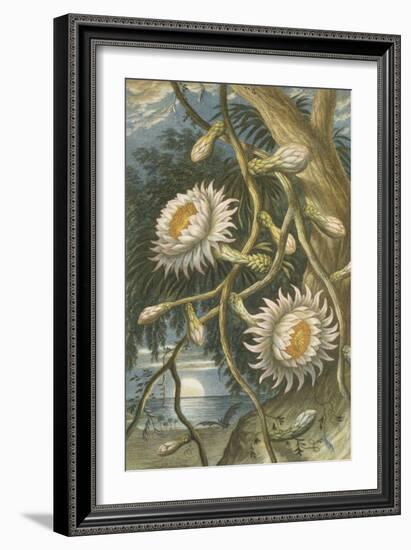 Night-Flowering Cactus, c.1874-null-Framed Giclee Print