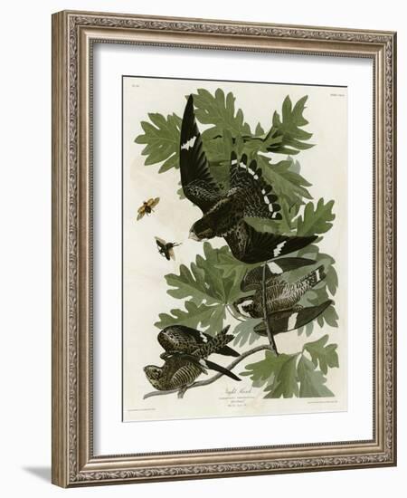 Night Hawk-null-Framed Giclee Print