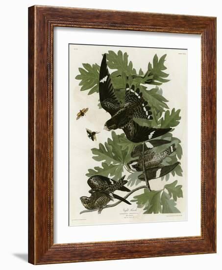 Night Hawk-null-Framed Giclee Print