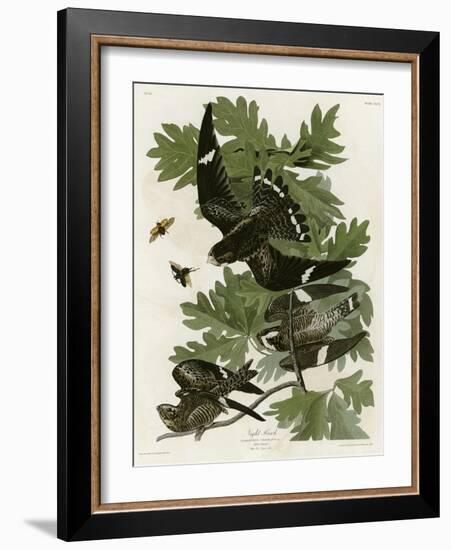 Night Hawk-null-Framed Giclee Print