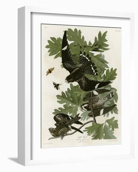 Night Hawk-null-Framed Giclee Print