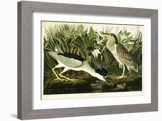 Night Heron or Lua Bird, 1835-John James Audubon-Framed Giclee Print