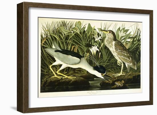 Night Heron or Lua Bird, 1835-John James Audubon-Framed Giclee Print