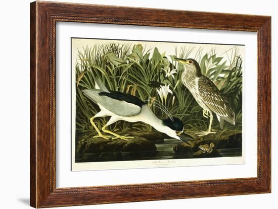 Night Heron or Lua Bird, 1835-John James Audubon-Framed Giclee Print