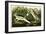Night Heron or Lua Bird, 1835-John James Audubon-Framed Giclee Print