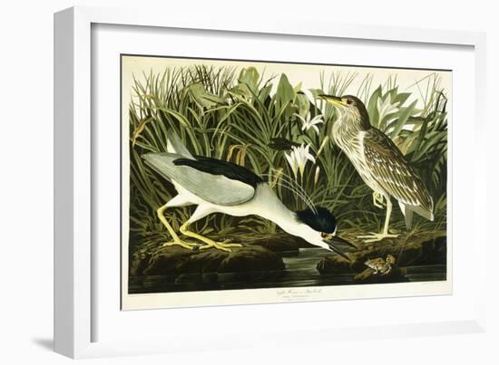 Night Heron or Lua Bird, 1835-John James Audubon-Framed Giclee Print