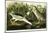 Night Heron or Lua Bird, 1835-John James Audubon-Mounted Giclee Print