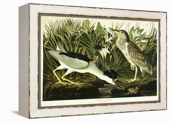 Night Heron or Lua Bird, 1835-John James Audubon-Framed Premier Image Canvas