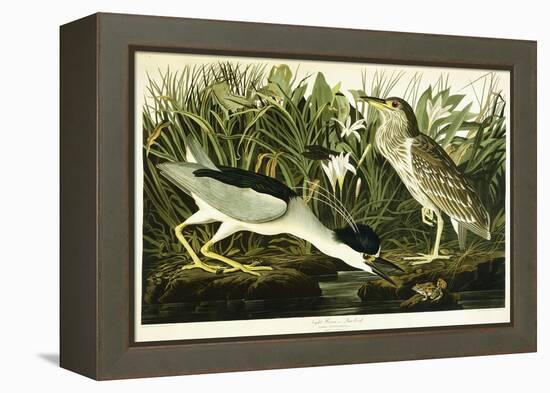 Night Heron or Lua Bird, 1835-John James Audubon-Framed Premier Image Canvas