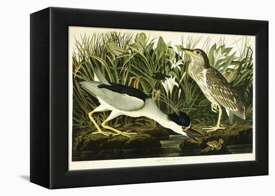 Night Heron or Lua Bird, 1835-John James Audubon-Framed Premier Image Canvas