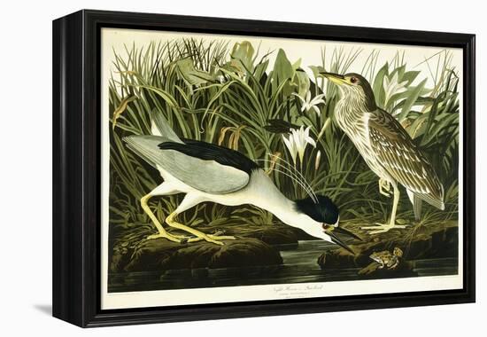 Night Heron or Lua Bird, 1835-John James Audubon-Framed Premier Image Canvas