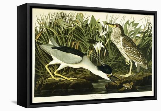 Night Heron or Lua Bird, 1835-John James Audubon-Framed Premier Image Canvas