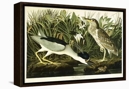 Night Heron or Lua Bird, 1835-John James Audubon-Framed Premier Image Canvas