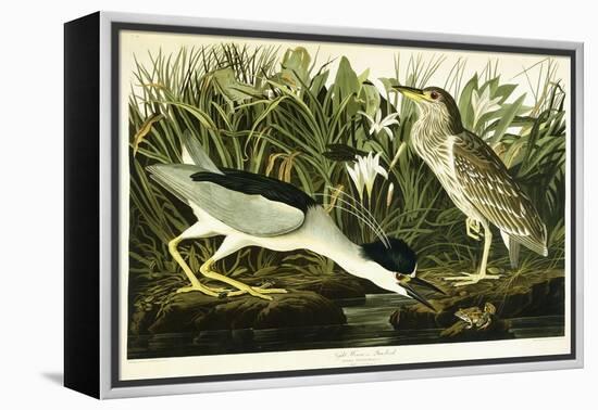 Night Heron or Lua Bird, 1835-John James Audubon-Framed Premier Image Canvas