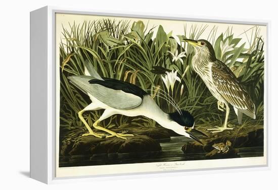 Night Heron or Lua Bird, 1835-John James Audubon-Framed Premier Image Canvas