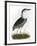 Night Heron-Prideaux Selby-Framed Giclee Print