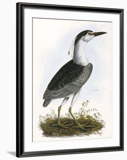 Night Heron-Prideaux Selby-Framed Giclee Print