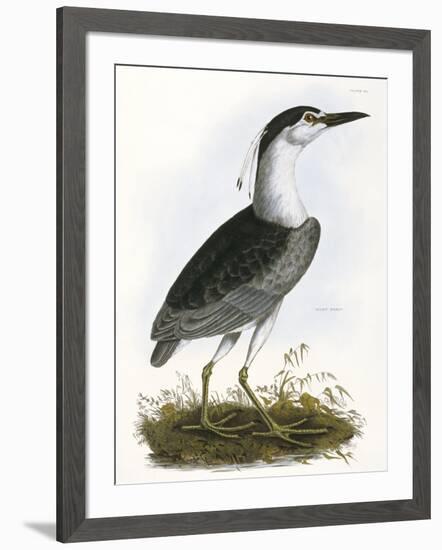 Night Heron-Prideaux Selby-Framed Giclee Print