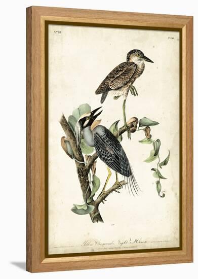 Night Heron-John James Audubon-Framed Stretched Canvas