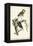 Night Heron-John James Audubon-Framed Stretched Canvas