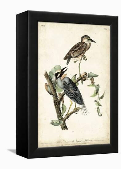 Night Heron-John James Audubon-Framed Stretched Canvas