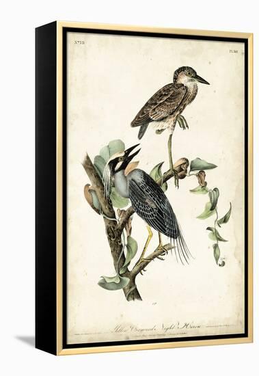 Night Heron-John James Audubon-Framed Stretched Canvas