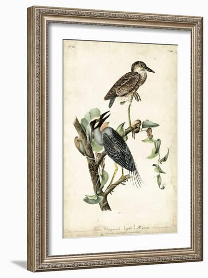 Night Heron-John James Audubon-Framed Art Print