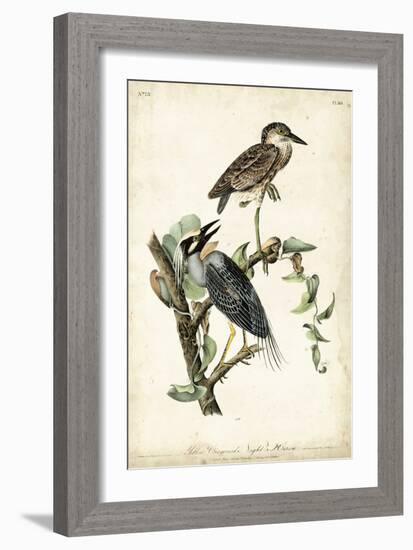 Night Heron-John James Audubon-Framed Art Print