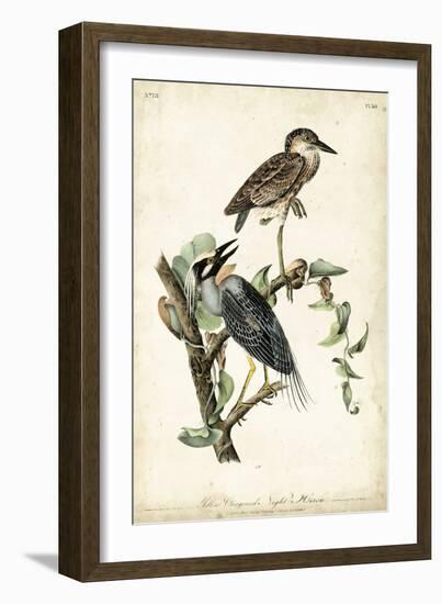 Night Heron-John James Audubon-Framed Art Print