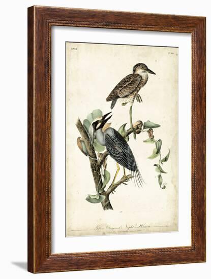 Night Heron-John James Audubon-Framed Art Print