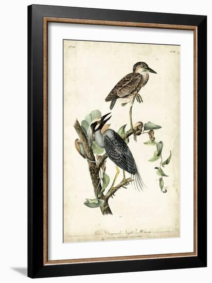 Night Heron-John James Audubon-Framed Art Print