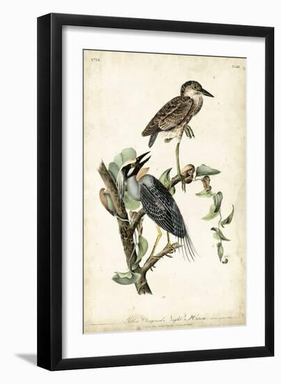 Night Heron-John James Audubon-Framed Art Print