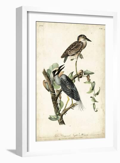 Night Heron-John James Audubon-Framed Art Print