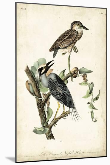 Night Heron-John James Audubon-Mounted Art Print