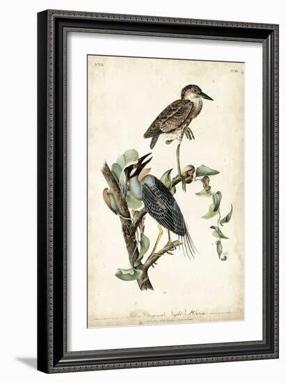 Night Heron-John James Audubon-Framed Art Print