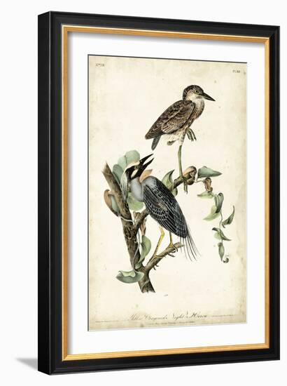 Night Heron-John James Audubon-Framed Art Print