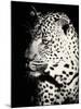 Night Leopard-Wink Gaines-Mounted Giclee Print