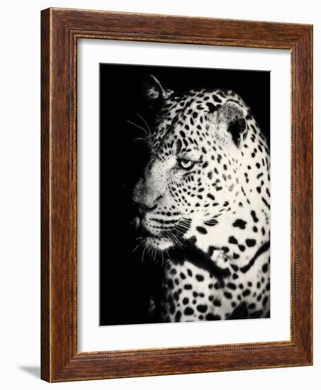 Night Leopard-Wink Gaines-Framed Giclee Print