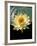 Night Lily, Okavango Delta, Botswana-Pete Oxford-Framed Photographic Print