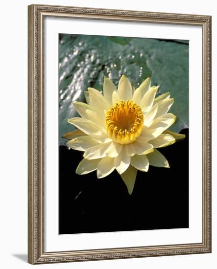 Night Lily, Okavango Delta, Botswana-Pete Oxford-Framed Photographic Print