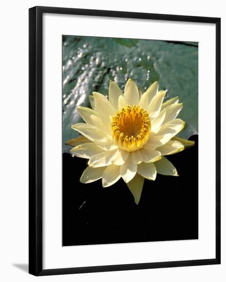 Night Lily, Okavango Delta, Botswana-Pete Oxford-Framed Photographic Print