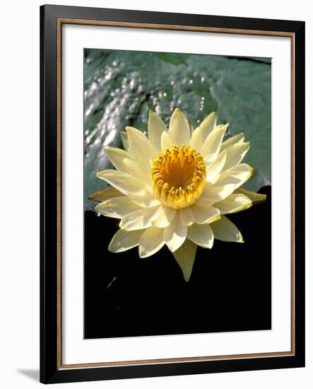 Night Lily, Okavango Delta, Botswana-Pete Oxford-Framed Photographic Print