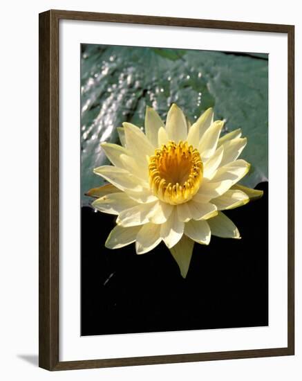 Night Lily, Okavango Delta, Botswana-Pete Oxford-Framed Photographic Print