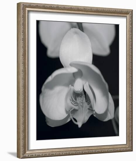 Night Orchid I-Tony Koukos-Framed Giclee Print