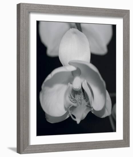 Night Orchid I-Tony Koukos-Framed Giclee Print