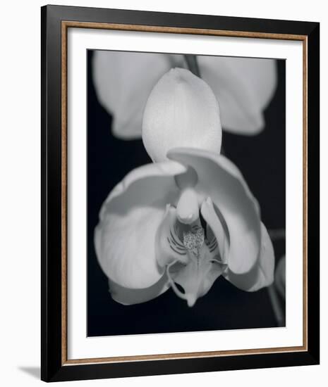 Night Orchid I-Tony Koukos-Framed Giclee Print