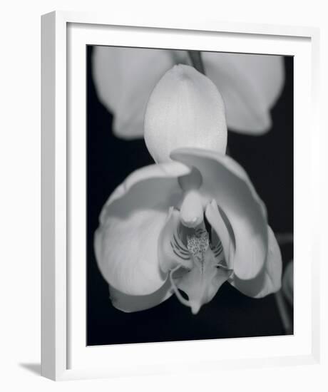 Night Orchid I-Tony Koukos-Framed Giclee Print